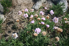 Armeria maritima