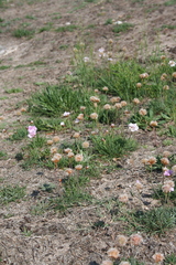 Armeria maritima