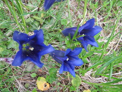 Gentiana clusii