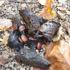 Urocyon cinereoargenteus