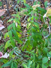 Solidago canadensis