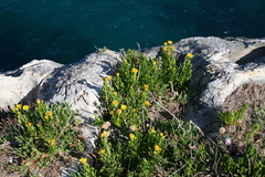 Limbarda crithmoides