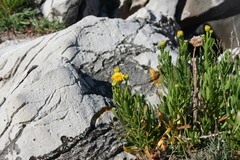 Limbarda crithmoides