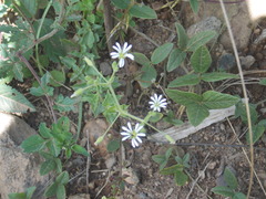 Stellaria cuspidata