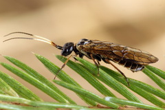 Cephalcia alpina