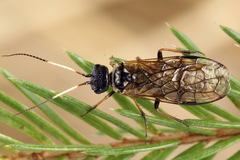 Cephalcia alpina