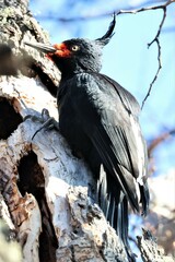 Campephilus magellanicus