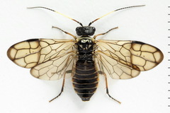Cephalcia alpina