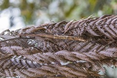 Leiophasmatinae