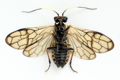 Cephalcia alpina