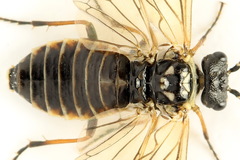 Cephalcia alpina