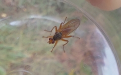 Scathophaga inquinata
