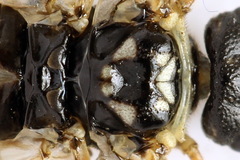 Cephalcia alpina