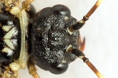 Cephalcia alpina