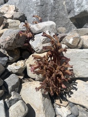 Aphyllon fasciculatum