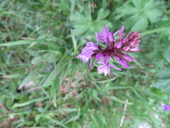Dactylorhiza maculata