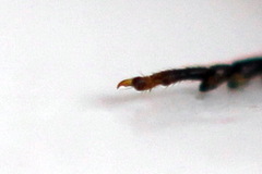 Cephalcia alpina