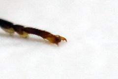 Cephalcia alpina