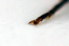 Cephalcia alpina