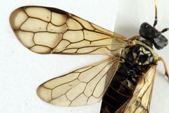 Cephalcia alpina