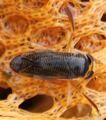 Corixini