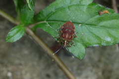 Tetrarthria variegata