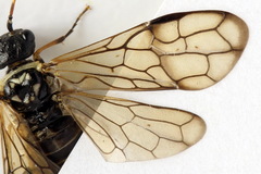 Cephalcia alpina