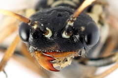Cephalcia alpina