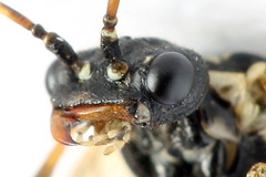 Cephalcia alpina