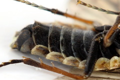 Cephalcia alpina