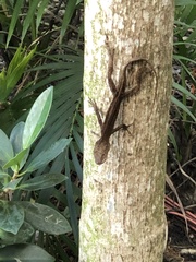 Anolis cristatellus