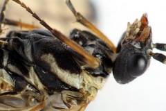 Cephalcia alpina