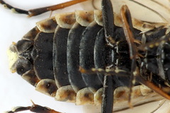 Cephalcia alpina