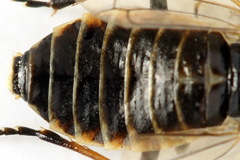 Cephalcia alpina