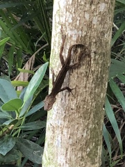 Anolis cristatellus