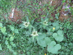 Cirsium spinosissimum