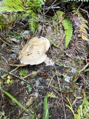 Leucopaxillus gentianeus