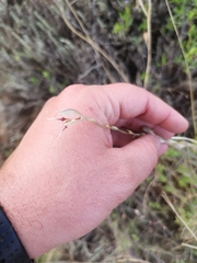 Gladiolus permeabilis