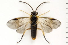 Pristiphora decipiens