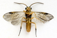Pristiphora decipiens