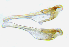 Pristiphora decipiens
