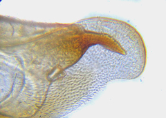 Pristiphora decipiens
