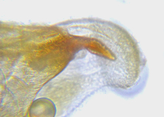 Pristiphora decipiens