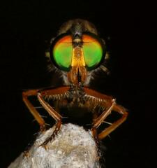 Ommatiini