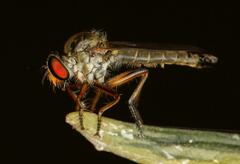 Ommatiini