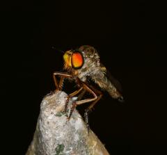 Ommatiini