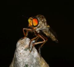 Ommatiini
