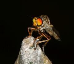 Ommatiini
