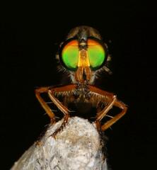 Ommatiini