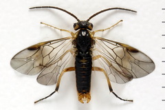 Pristiphora decipiens